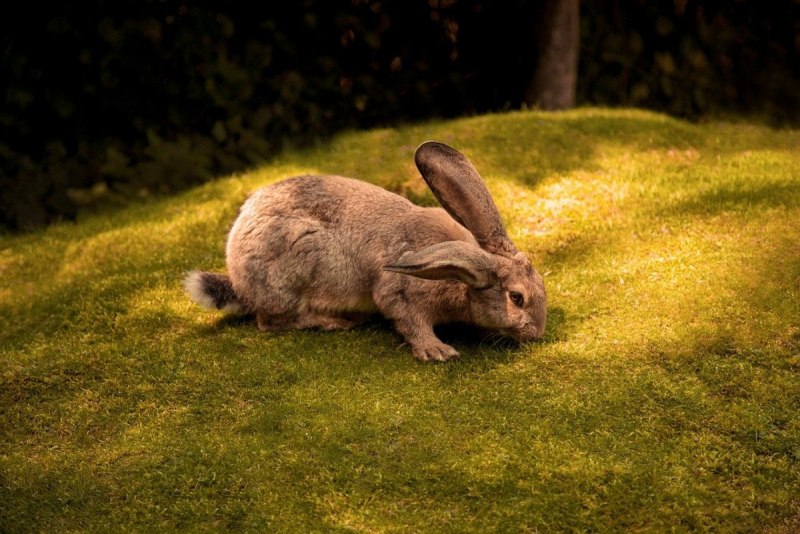 Популяция кроликов (Oryctolagus cuniculus).