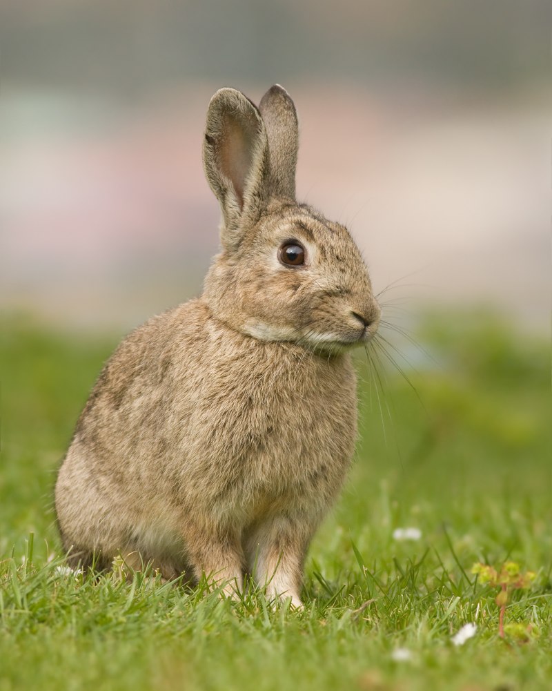 Oryctolagus cuniculus