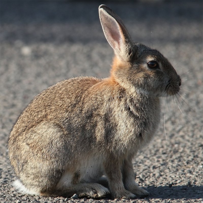 Кролик вида Oryctolagus cuniculus