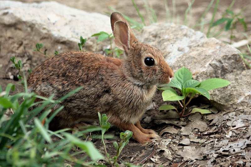 Le Lapin de Stanstead кролики
