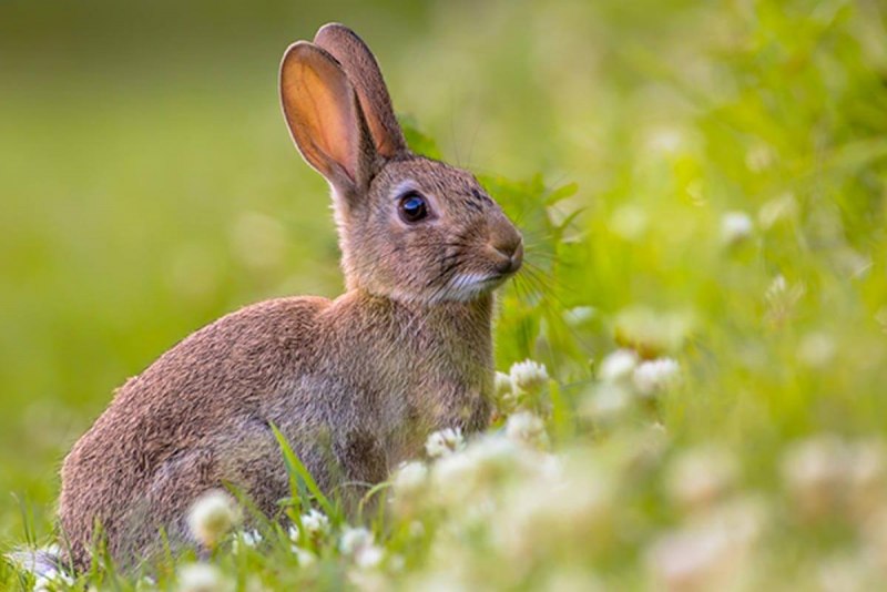 Oryctolagus cuniculus белый