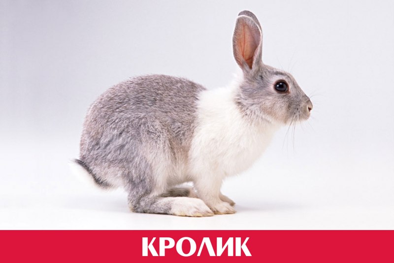 Кроль зайцеобразные