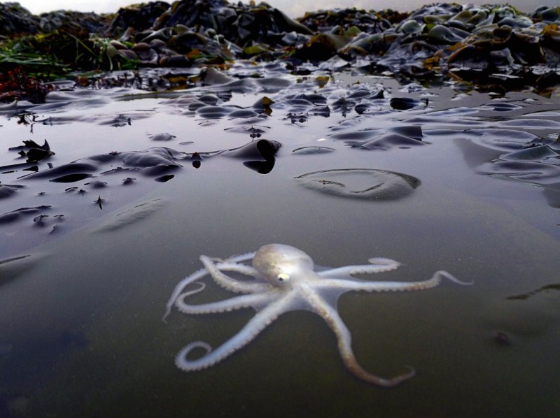 Осьминоги в черном море