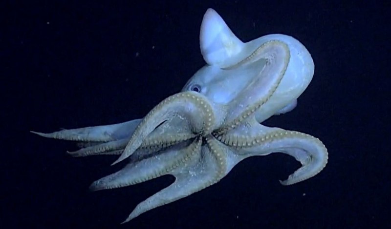 Grimpoteuthis bathynectes
