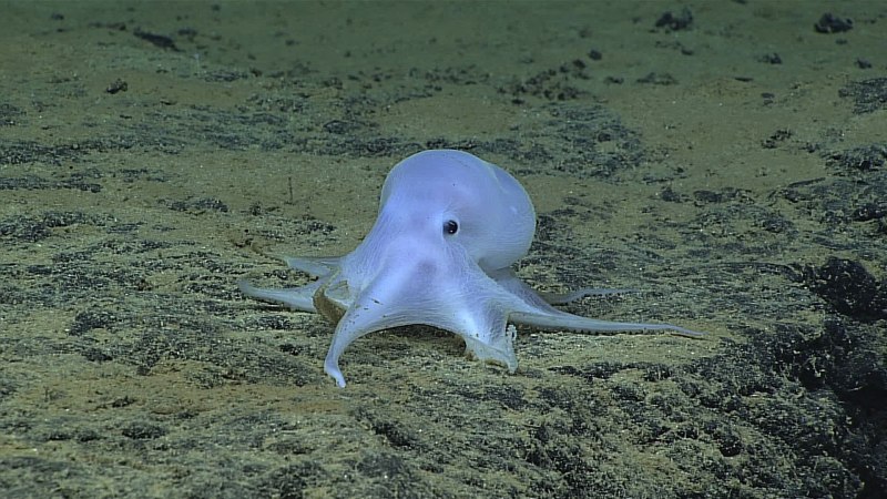 Неизвестные морские животные
