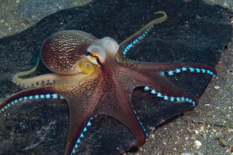 Осьминог Octopus vulgaris
