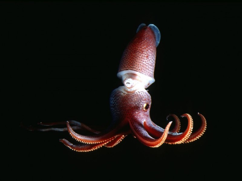 Кальмар Histioteuthis heteropsis