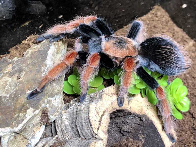 Brachypelma boehmei укус