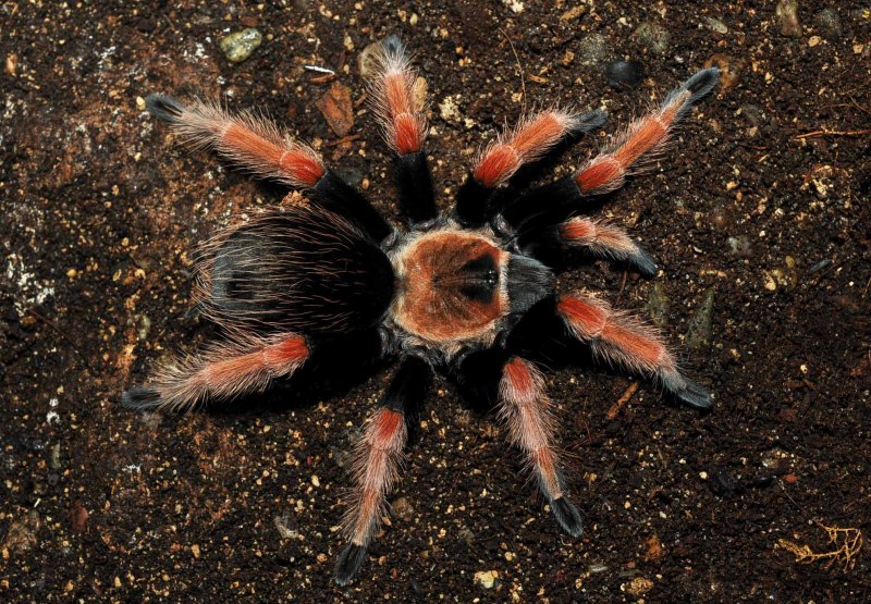 Паук-птицеед Brachypelma klaasi