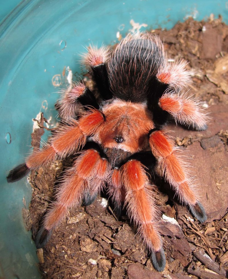 Паук Brachypelma boehmei