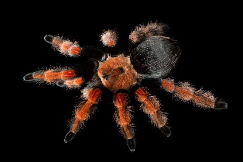 Brachypelma boehmei укус