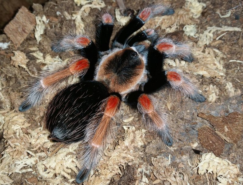 Паук Brachypelma boehmei