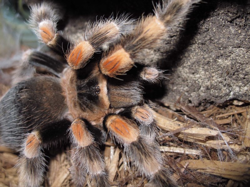 Brachypelma hamorii