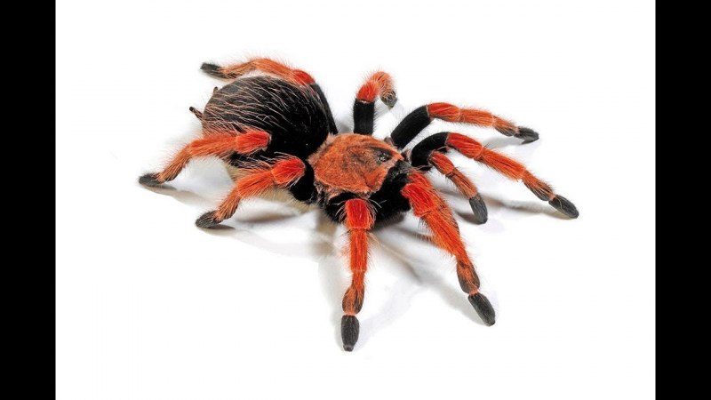 Brachypelma auratum и Brachypelma smithi