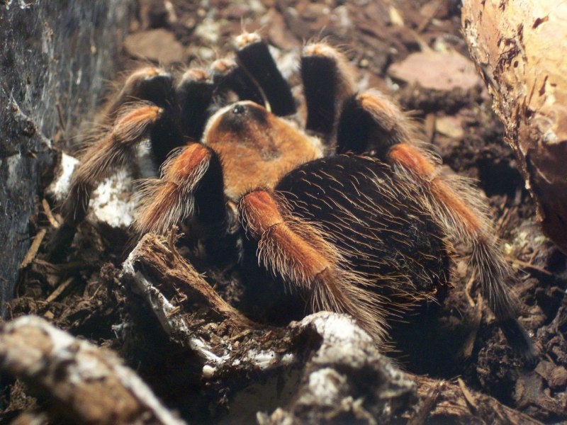Паук Brachypelma Vagans
