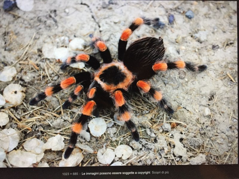 Brachypelma smithi глаза