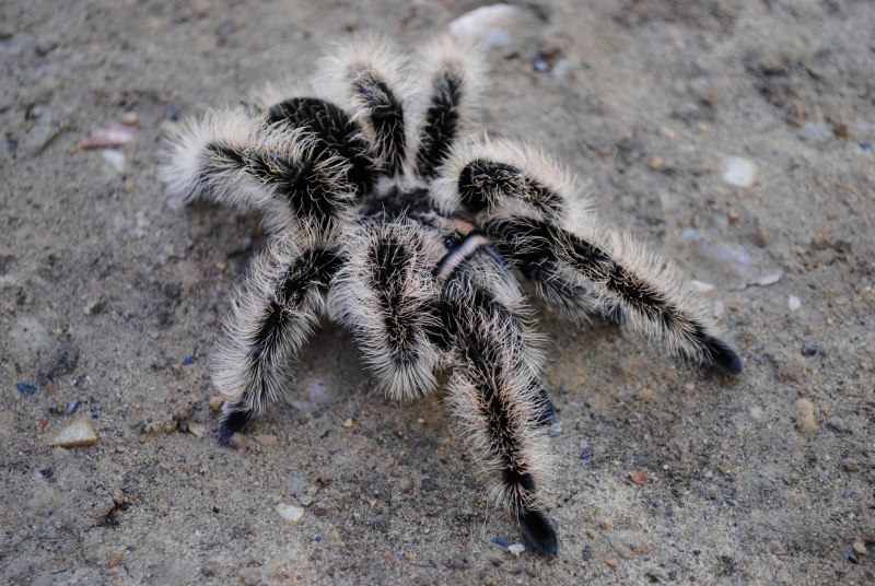 Паук Acanthoscurria geniculata