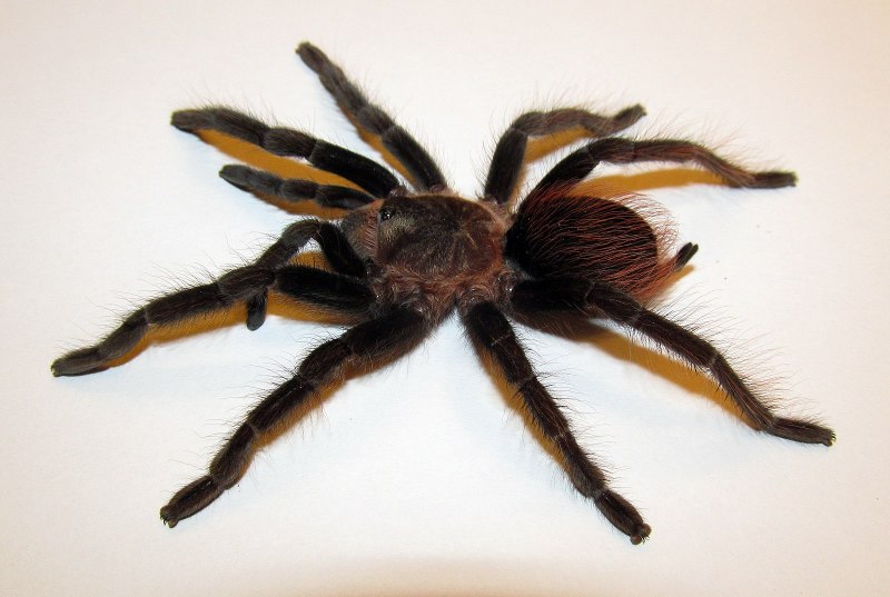 Паук Brachypelma smithi