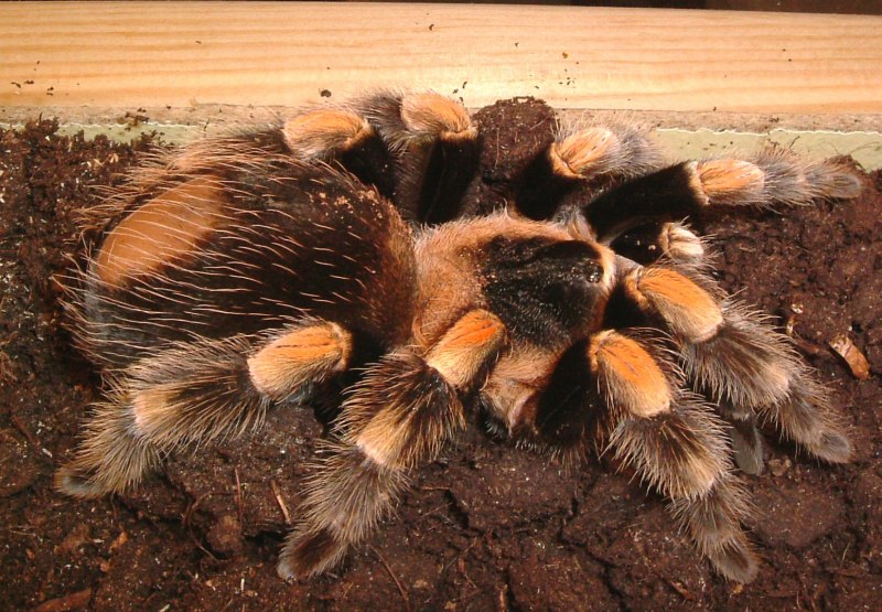 Paraxerus boehmi