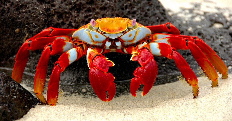 Grapsus Grapsus