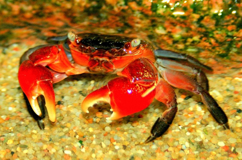 Pseudosesarma moeshi