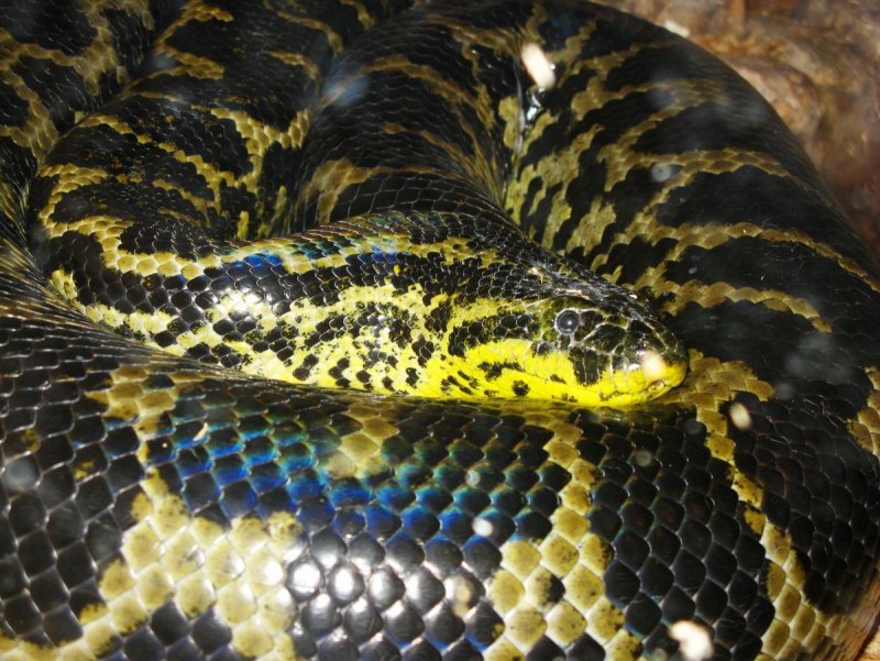 Анаконда eunectes murinus