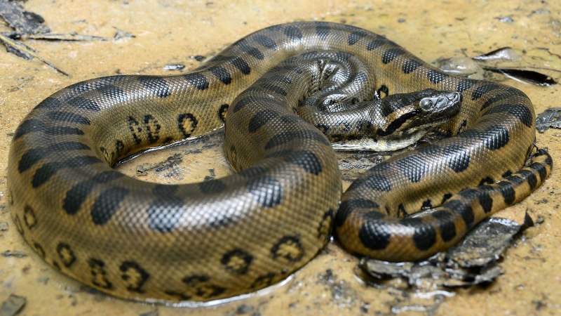Гигантская Анаконда (eunectes murinus)