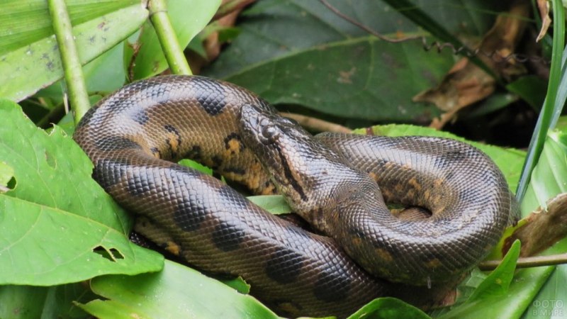 Зеленая Анаконда (eunectes murinus)