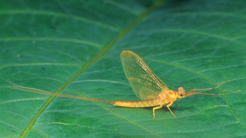 Отряд подёнки - Ephemeroptera