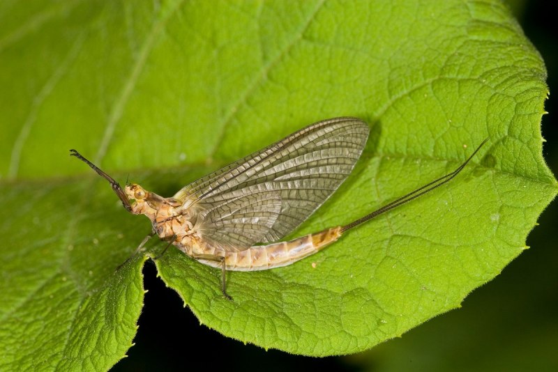 Личинка поденки Ephemeridae