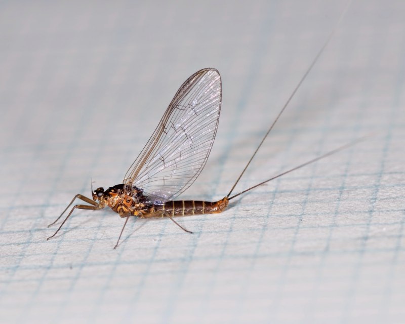 Личинки поденок (Ephemeroptera)