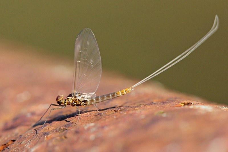 Личинка поденки Ephemeridae