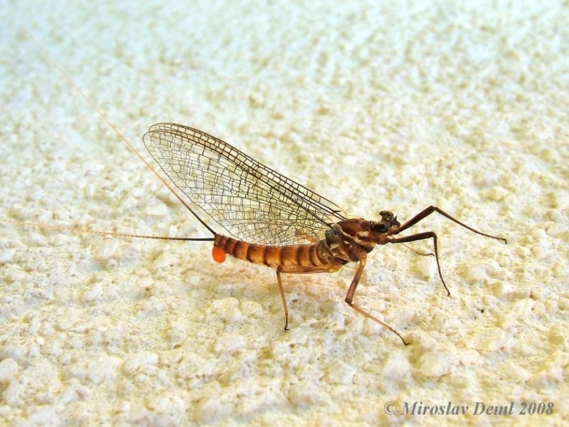 Личинки поденок (Ephemeroptera)