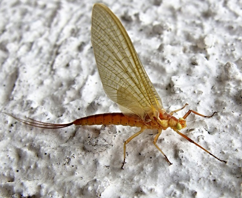Подёнки Heptageniidae