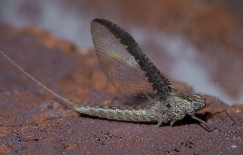 Подёнка (Potamanthus luteus)