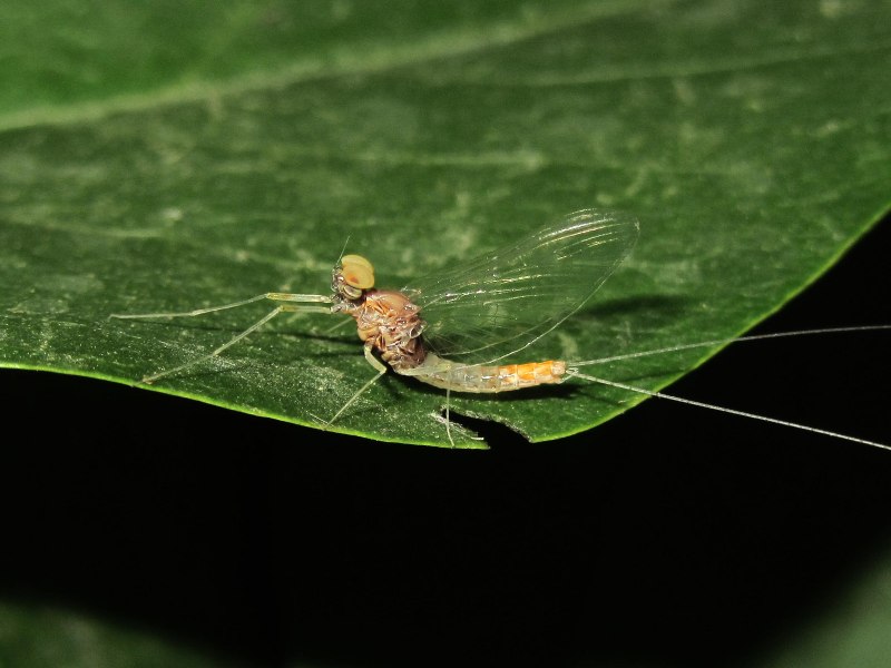 Личинка подёнки Leptophlebiidae