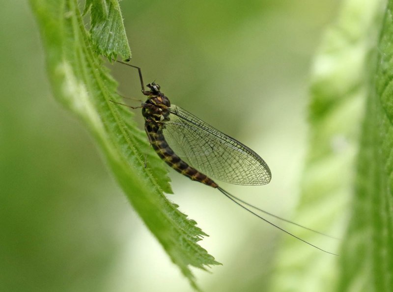 Поденки (Ephemeroptera)