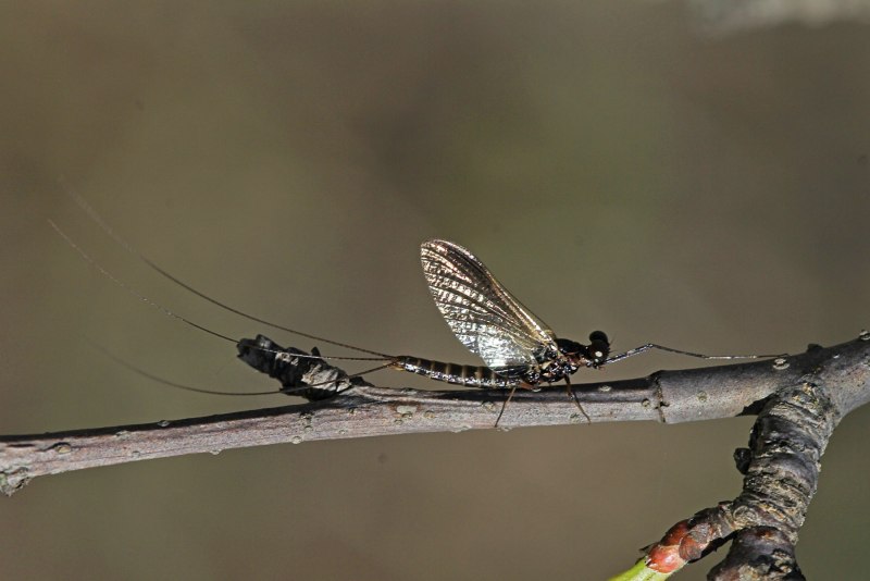 Поденки (Ephemeroptera)