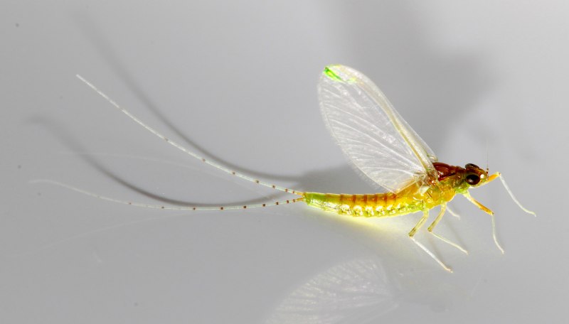 Отряд подёнки - Ephemeroptera