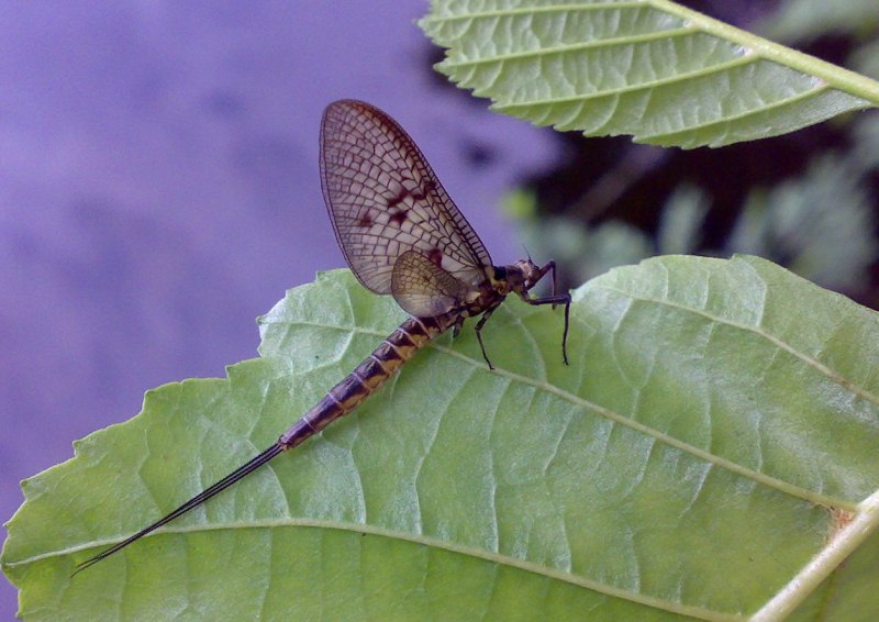 Личинки поденок (Ephemeroptera)