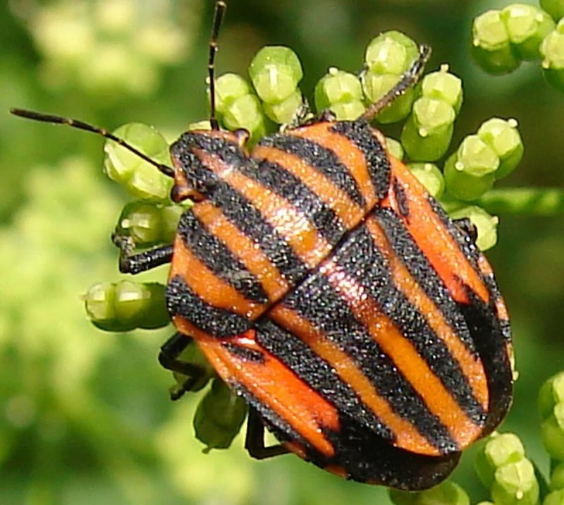 Листоед рапсовый (Entomoscelis adonidis).