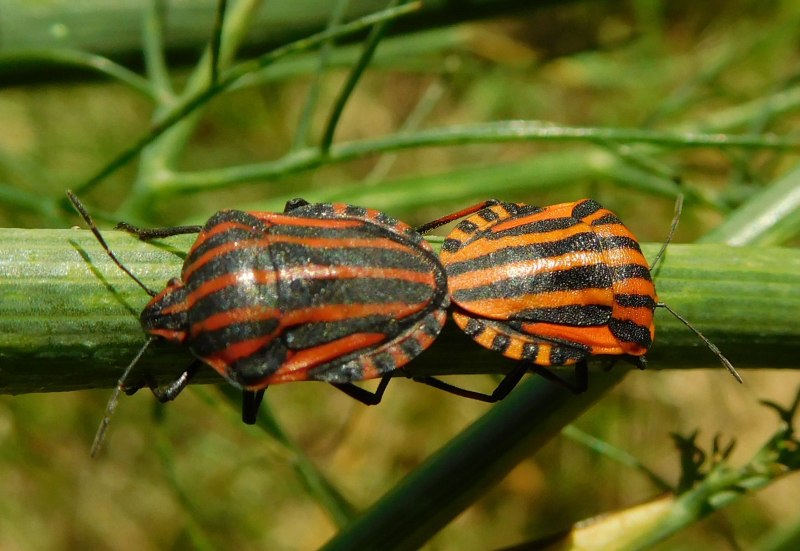 Клоп-солдатик Pyrrhocoris