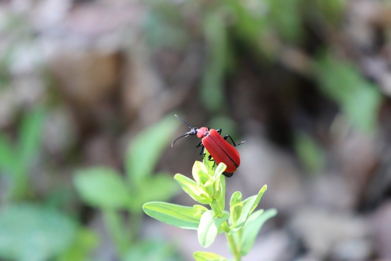 Клоп-солдатик – Pyrrhocoris apterus