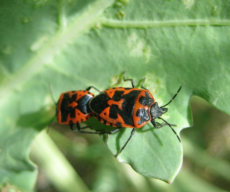 Клоп-солдатик Pyrrhocoris