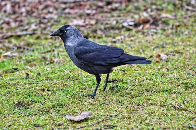 Галка (Coloeus monedula)