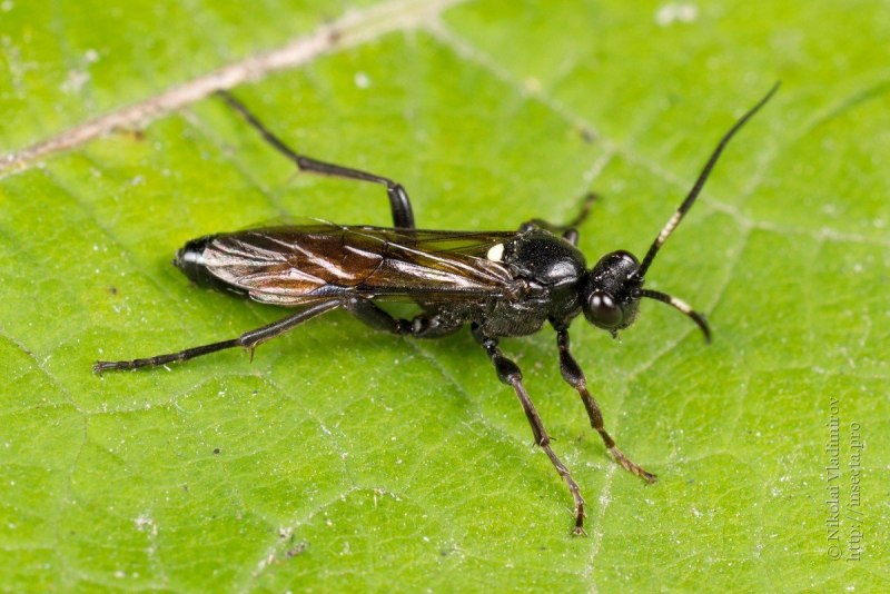 Жук Cerambycidae
