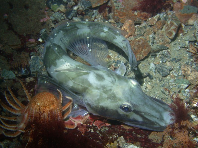 Chaenocephalus aceratus