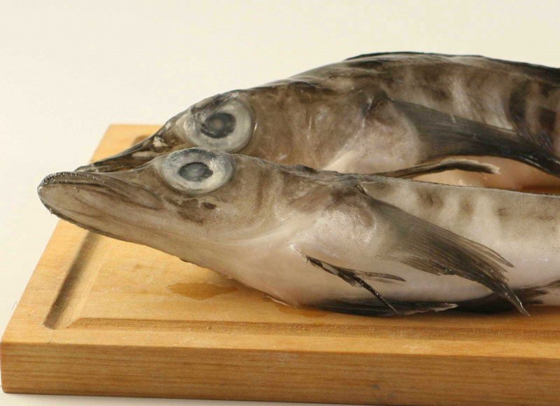 Рыба белокровка
