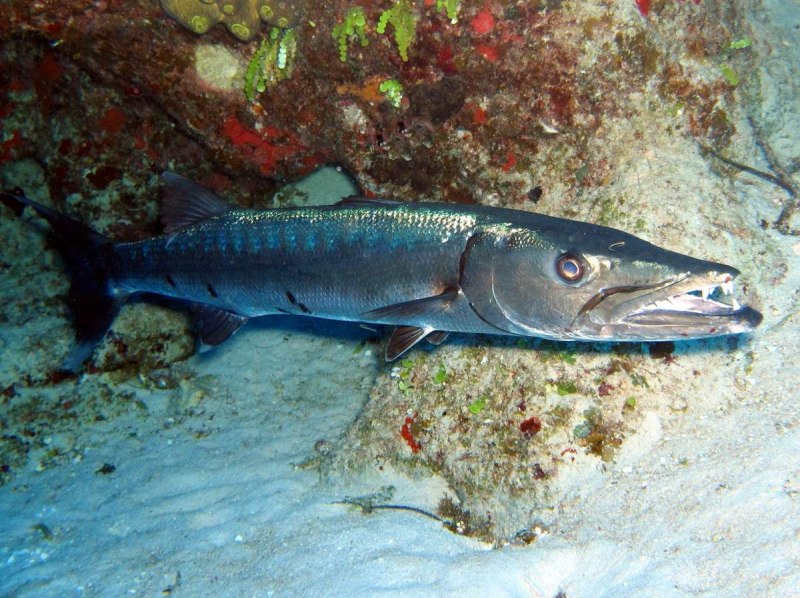 Istiophorus platypterus