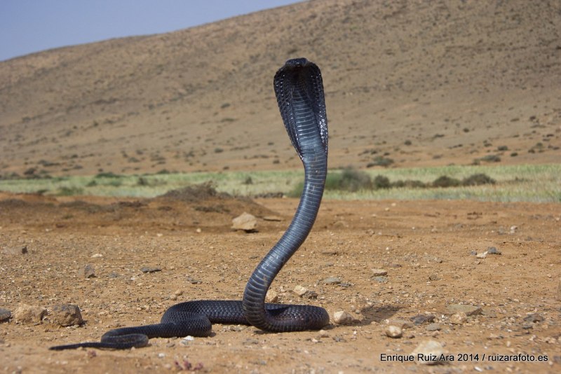 Египетская кобра (62 фото)